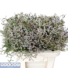 Limonium Sinense Regina Diamond 60cm 25gr.
