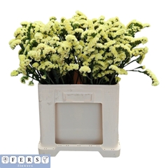 Limonium Sinuatum Starlight Wings 50cm 20gr.