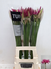 Nerine Alexandra 75cm
