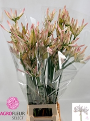 Nerine Bicolor Bionce 85cm