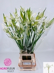 Nerine Like A Virgin 80cm