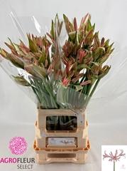 Nerine Casandra 65cm