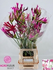 Nerine Mix 70cm