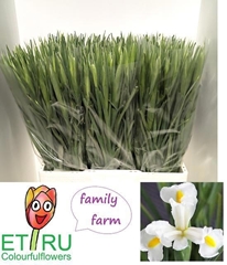Iris White Magic 57cm 28gr.