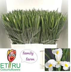 Iris White Magic 48cm 22gr.