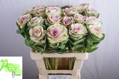 Brassica White Crane 60cm