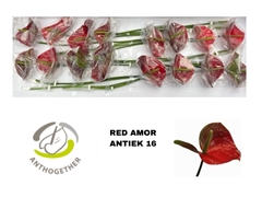 Anthurium Red Amor 11cm Hd