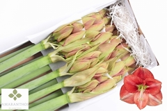 Hippeastrum Coral Flame 80cm