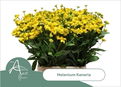 Helenium Kanaria 50cm