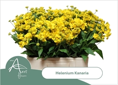 Helenium Kanaria 60cm