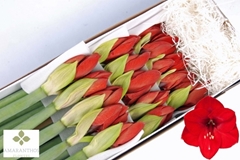 Hippeastrum Red Lion 70cm