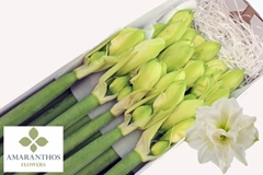 Hippeastrum Double White Symphony 70cm