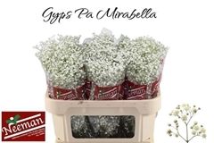 Gypsophila Paniculata Mirabella 70cm 30gr.