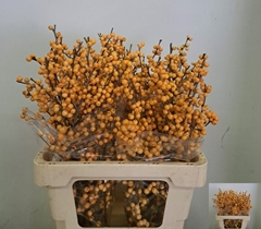 Ilex Verticillata Golden Verboom 65cm