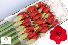 Hippeastrum Red Lion 65cm