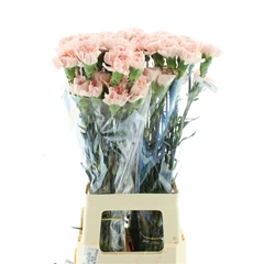Dianthus Single Noviado 70cm