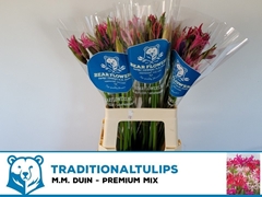 Nerine Mix 60cm