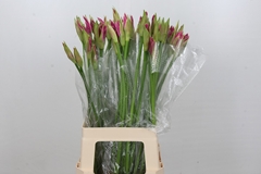 Nerine Favourite 70cm
