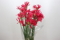 Nerine Desi 90cm