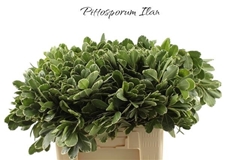 Pittosporum Tobira Ilan 40cm