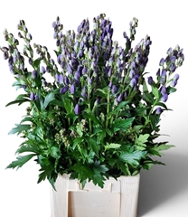 Aconitum Carmichaelii Arendsii 80cm