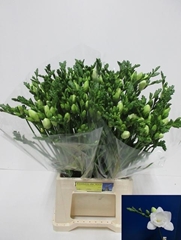Freesia Double Vivre 55cm 25gr.