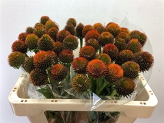Echinacea Purpurea 50cm