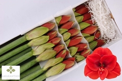 Hippeastrum Ferrari 60cm