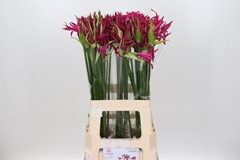 Nerine Alexandra 70cm