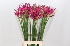 Nerine Alexandra 80cm