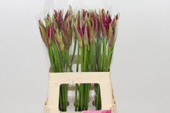 Nerine Mister Nick 60cm