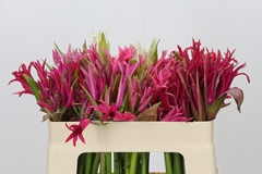 Nerine Mix 50cm