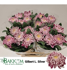 Chrysanth Single Gilbert Leigh Silver 80cm 130gr.