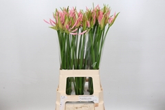 Nerine Pink Wonder 70cm
