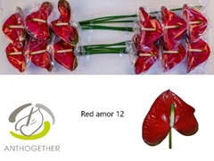 Anthurium Red Amor 13cm Hd