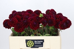 Dahlia Black Fox 50cm