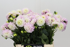 Dahlia Genova 40cm