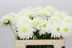 Dahlia Karma Maarten Zwaan 60cm