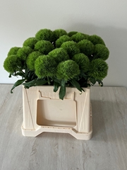 Dianthus Barb Kiwi Mellow 35cm