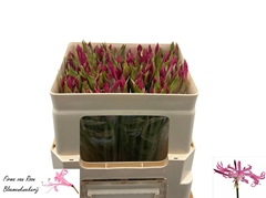 Nerine Ras Van Roon 45cm