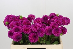 Dahlia Purple Fox 50cm