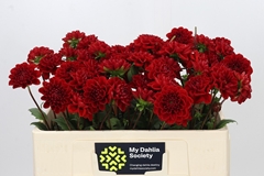 Dahlia Jowey Velvet 55cm