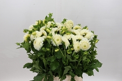 Dahlia Reycroft Jan 40cm