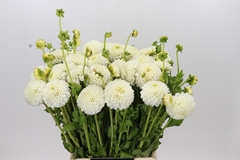 Dahlia Reycroft Jan 45cm