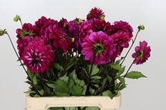 Dahlia Smiling Don 60cm