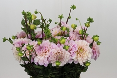 Dahlia Sweet Nathalie 45cm