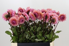 Dahlia Sweet Sanne 65cm