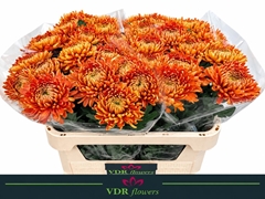Chrysanth Single Astro 70cm 85gr.