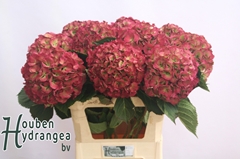 Hydrangea Elbtal Classic 80cm 18-20cm Hd