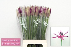 Nerine Mister Nick 70cm